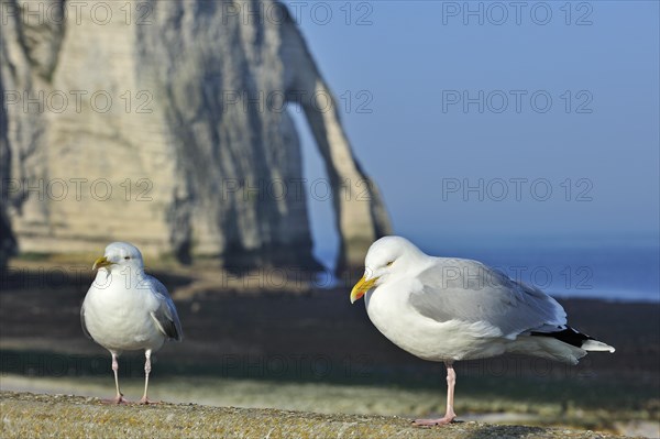 Herring gulls