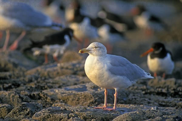 Herring gull