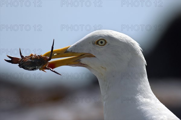 European Herring Gull