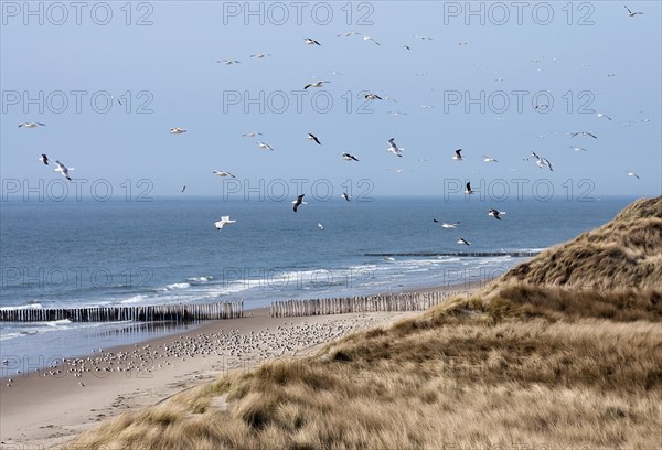 Seagulls