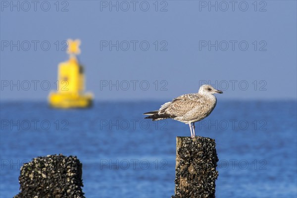 European herring gull