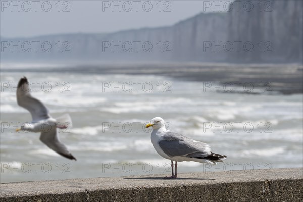 European herring gull