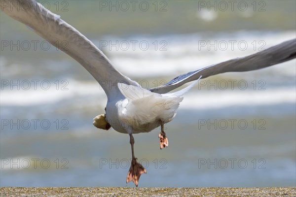 European herring gull