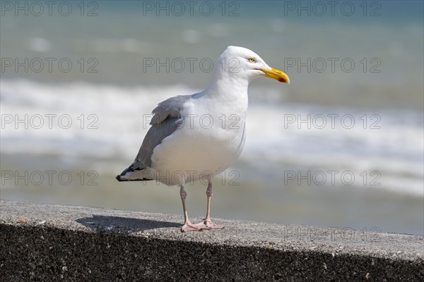 European herring gull