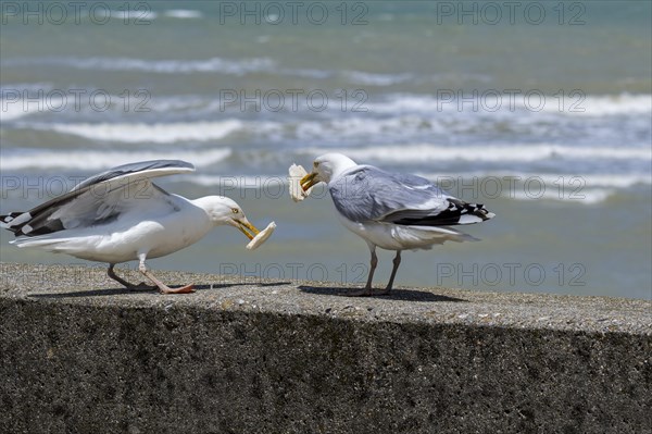 Two European herring gulls