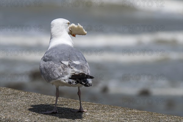 European herring gull