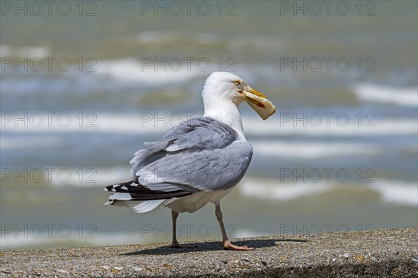 European herring gull