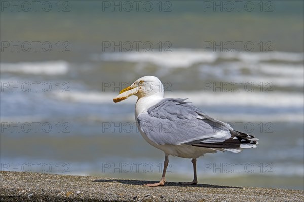 European herring gull