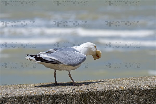 European herring gull