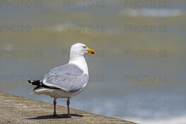 Adult European herring gull