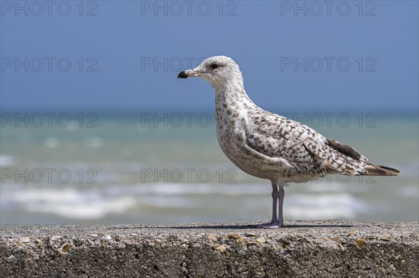 Juvenile European herring gull