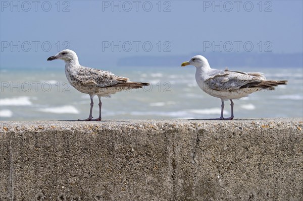 Immature European herring gulls