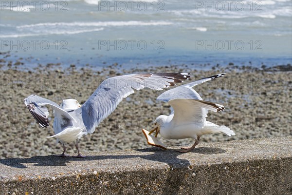 Two European herring gulls