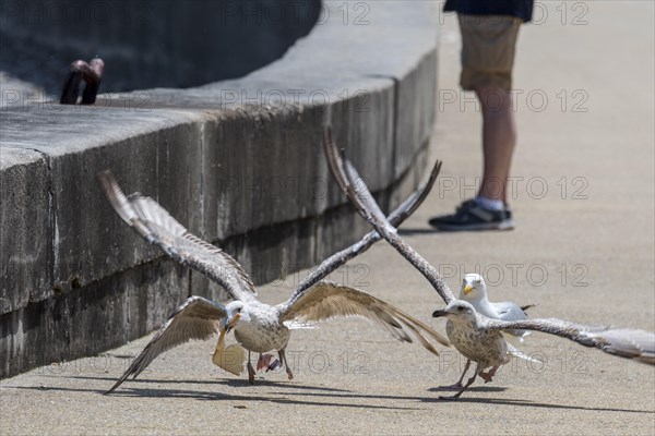 Juvenile European herring gulls