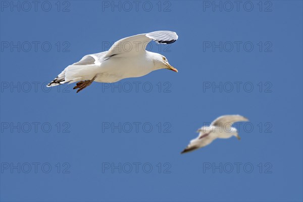 Two adult European herring gulls