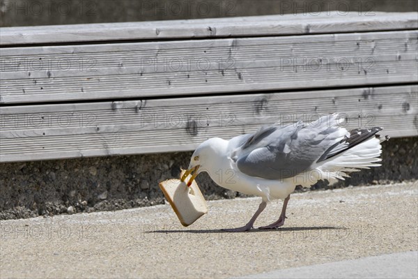 European herring gull