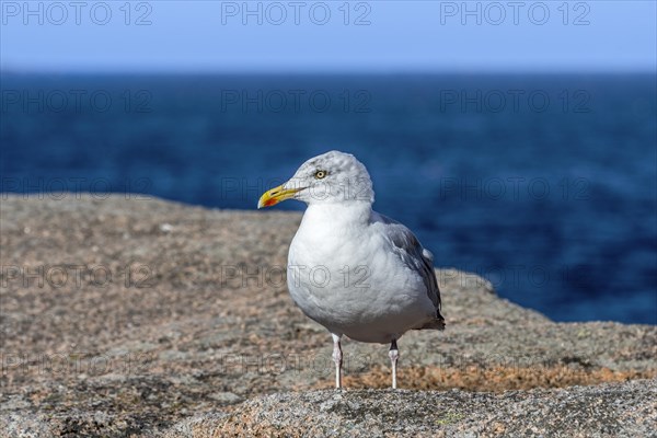 European herring gull