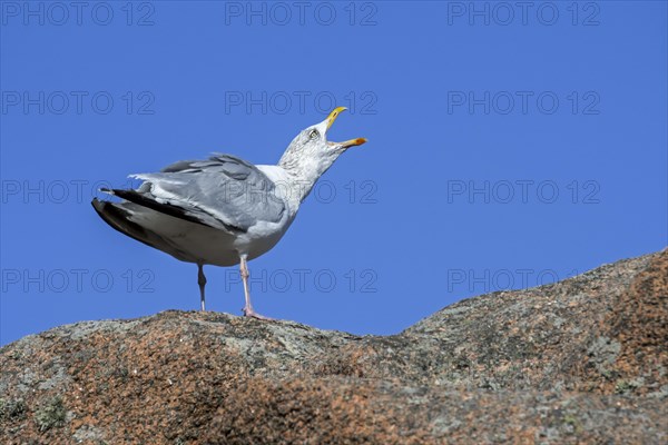 European herring gull