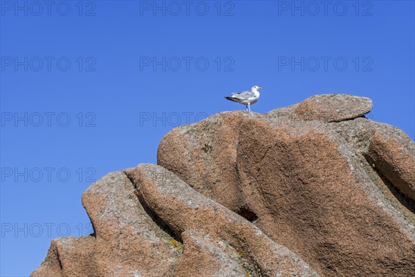 European herring gull