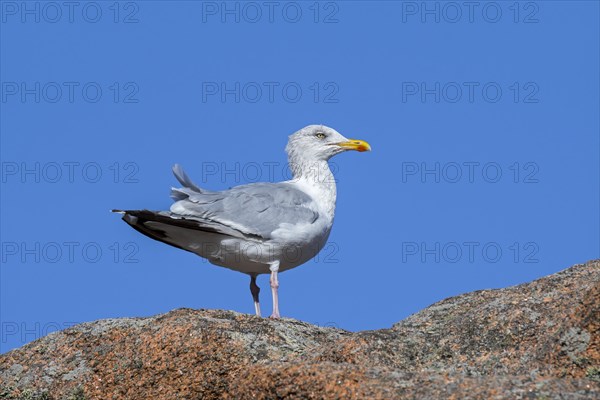 European herring gull