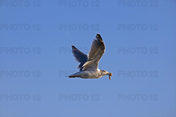 European herring gull