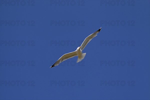 European herring gull