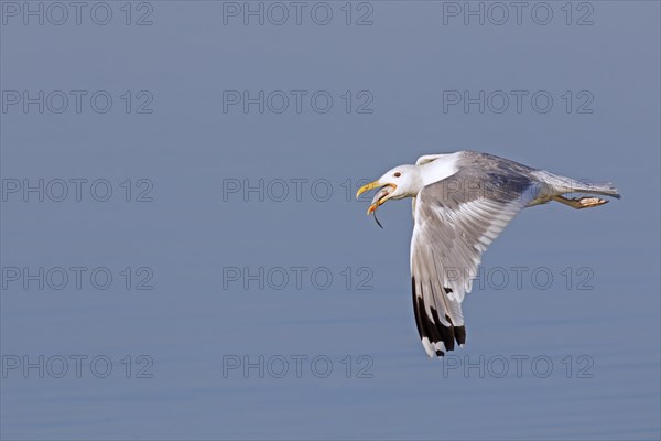 European herring gull