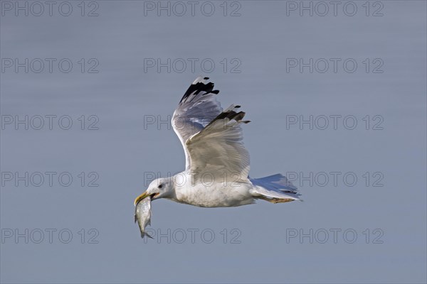 European herring gull