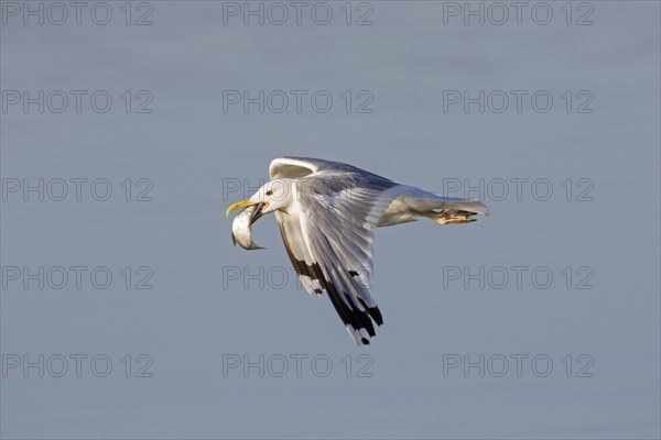 European herring gull