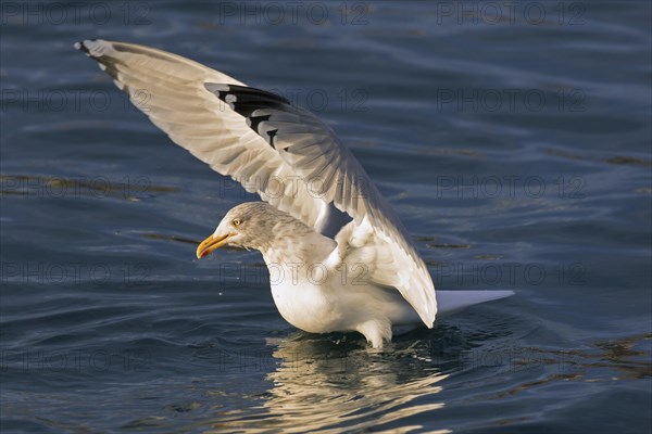 European herring gull