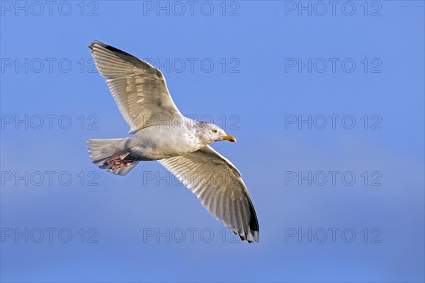 European herring gull