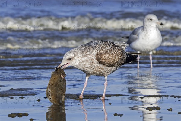 European herring gull