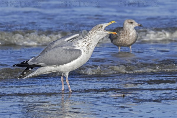 European herring gull