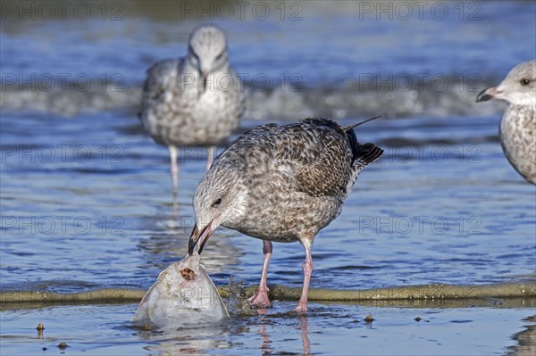 European herring gull