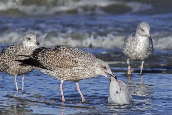 European herring gull