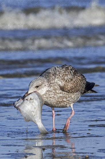 European herring gull