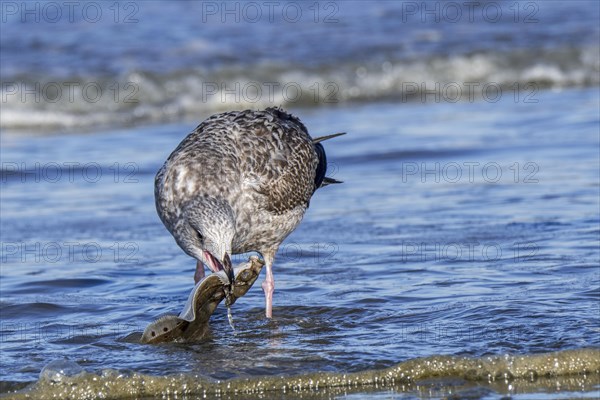 European herring gull