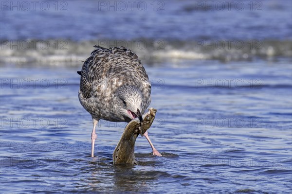 European herring gull