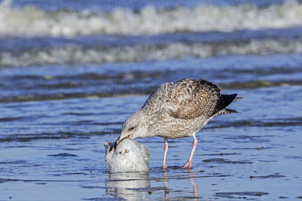 European herring gull