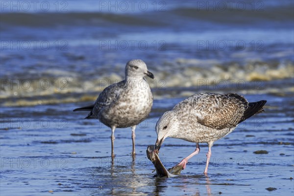 European herring gull