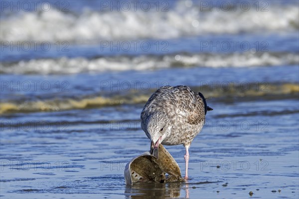 European herring gull