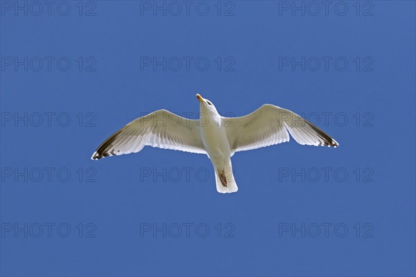 European herring gull