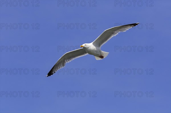 European herring gull