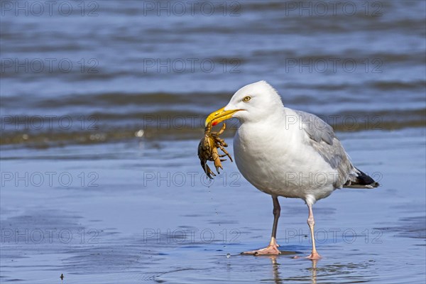 European herring gull