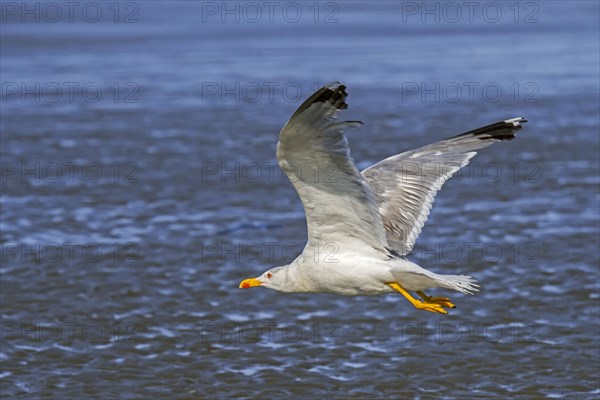 Yellow-legged gull