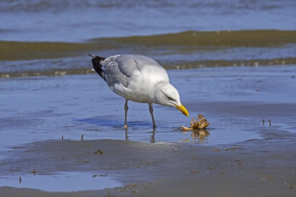 European herring gull