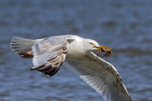 European herring gull