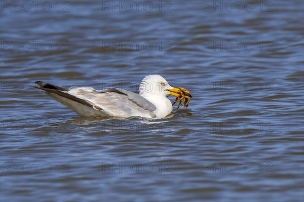 European herring gull