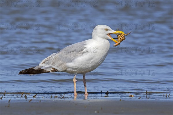 European herring gull