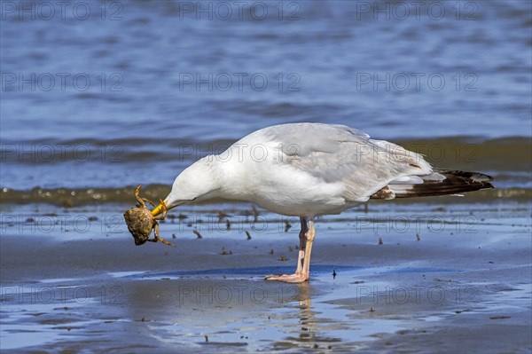 European herring gull